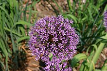 Allium aflatunense