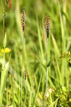 Põlvjas rebasesaba (Alopecurus geniculatus)