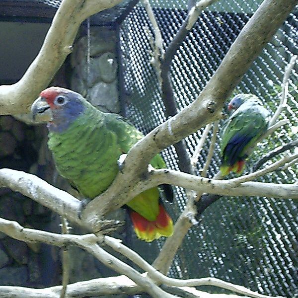 600px-Amazona_brasiliensis_-zoo-8a-4c.jpg