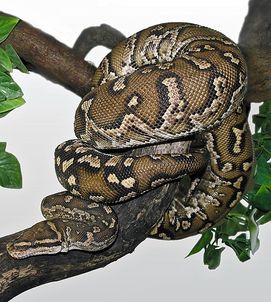 Angolan Python Snakes, Pyton Types, Angolan Python Snake Type, Python Names, Type of Python