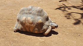 Image illustrative de l’article Croc Farm Ivato