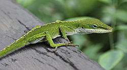 Anole lizard