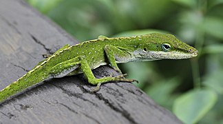 Green anole