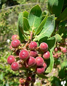 Arctostaphylos glauca 2.jpg