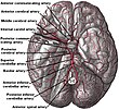 Skizze des menschlichen Gehirns
