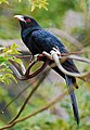 Asian koel