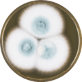 Aspergillus fumisynnematus growing on MEAOX plate