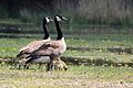 Kanadagänse (Branta canadensis) behalten nach ihrem Landgang die Umgebung im Blick; Naturschutzgebiet „Am Ginsterpfad“ in Köln