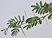 Babool (Acacia nilotica) leaves & spines at Hodal W IMG 1251.jpg