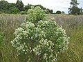 Baccharis halimifolia