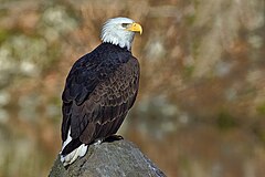 Bald Eagle - natures pics.jpg
