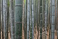 Forêt de bambou au Japon.