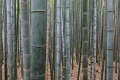 Bosque de bambus em Arashiyama, Quioto, Japão (definição 6 558 × 4 372)
