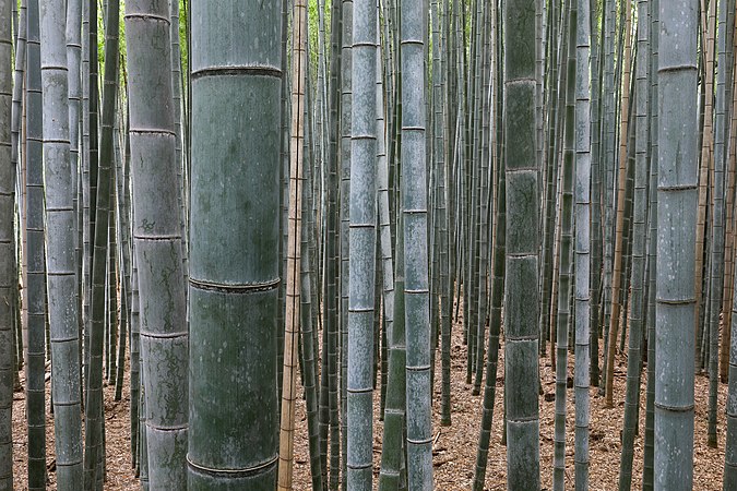 位於日本京都嵐山的一片竹林