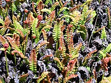 Austroblechnum penna-marina