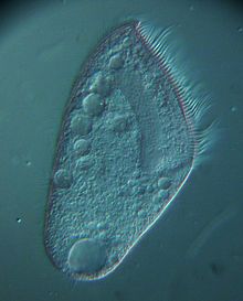 Blepharisma hyalinum - 400x - Länge 150µ (10388407255).jpg