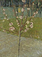 Gullagan bodom daraxti, 1888-yil Van Gogh muzeyi Amsterdam (F557)