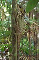 Boyd's Forest Dragon in Daintree National Park, Australia.