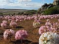 Brunsvigia bosmaniae in flower in the veld, showing the globular umbels of tumbleweed Amaryllidaceae