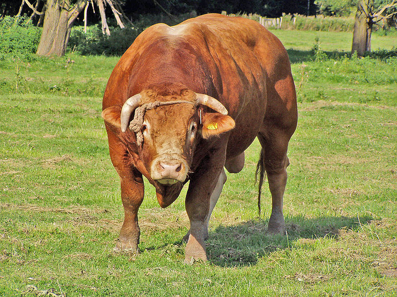 File:Bull Oostvaardersplassen 2.JPG