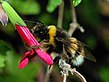 Čmrlj Bombus terrestris