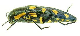 Hohtojalokuoriainen (Buprestis octoguttata)