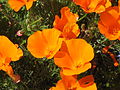 Las flores de la amapola de California.