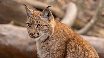 Un lynx boréal du Wildpark Langenberg, zoo intégré au parc naturel Wildnispark Zürich Sihlwald, au sud de l'agglomération zurichoise.\n (définition réelle 5 120 × 2 880)