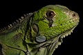 Giovane iguana
