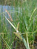 Miniatura para Carex nebrascensis