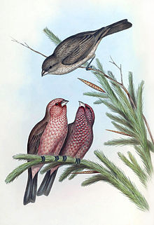 Carpodacus rubicilla; Gould & Richter.jpg