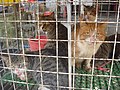 Cats at a cat meat restaurant in East Asia