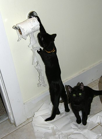 English: Two cats in a bathroom; Moxie attacks...