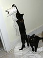 3 février 2011 15 522 images de chats sur Commons.