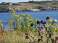 2/ Porspoder (Finistère, France) un 22 juillet Carduus nutans et Jacobaea vulgaris