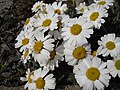 Rhodanthemum hosmariense