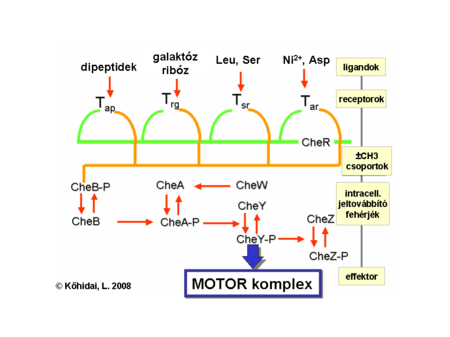 Signalling pathways of E.coli