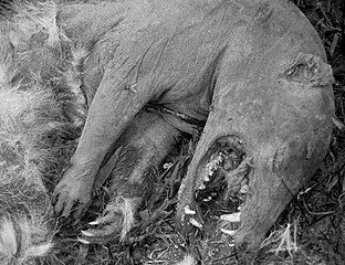 A dead chupacabra lying on route 72, Florida.