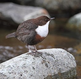 wetterlyster (Cinclus cinclus)