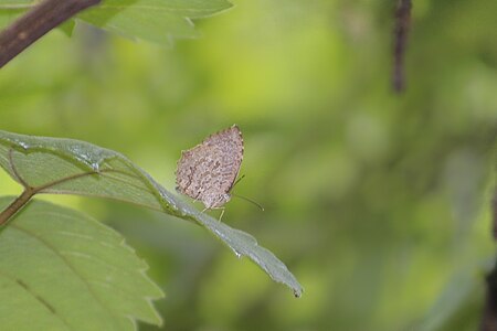 Ventral view