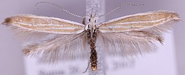 Coleophora fringillella