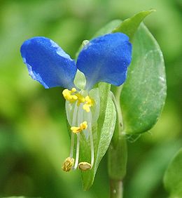 260px Commelina communis 001