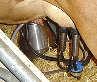 A milking machine in action.