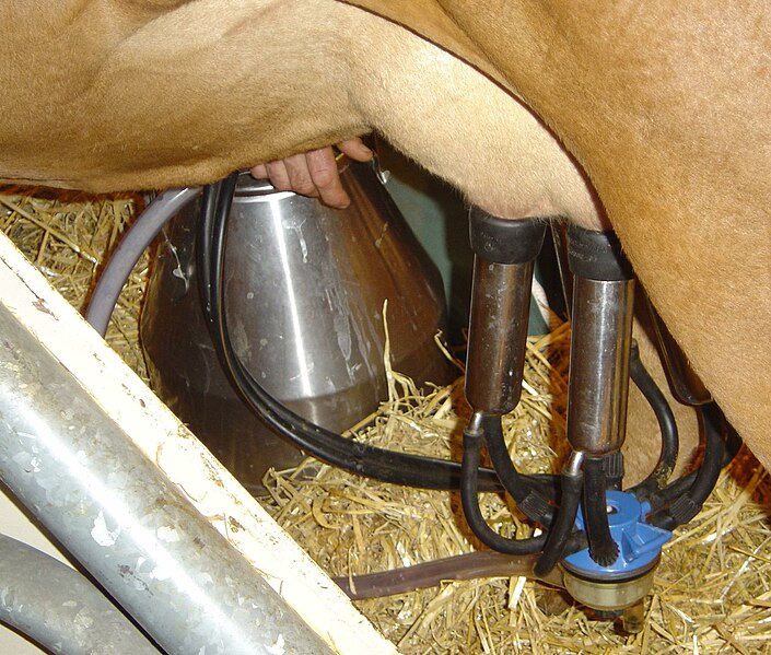 File:Cow milking machine in action DSC04132.jpg