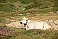 Cows on Simplonpass in August