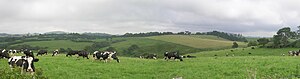 Holstein cows on a dairy farm, Comboyne, New South Wales Dairy.JPG