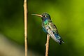 Doubleday hummingbird