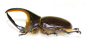 Dynastes satanas (mâle) (Musée d'histoire naturelle de Lille)