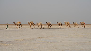 Kamel-Karawane zum Abtransport der Salzplatten