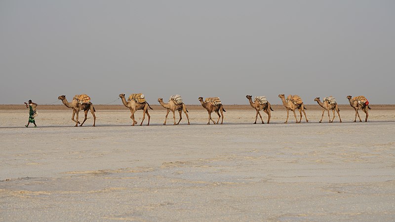 圖為埃塞俄比亞阿法爾州卡魯姆湖運鹽的駝隊（英語：Camel train）。